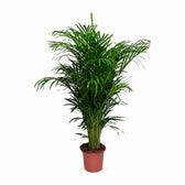 Dypsis Lutescens Areca - 125cm im Kulturtopf