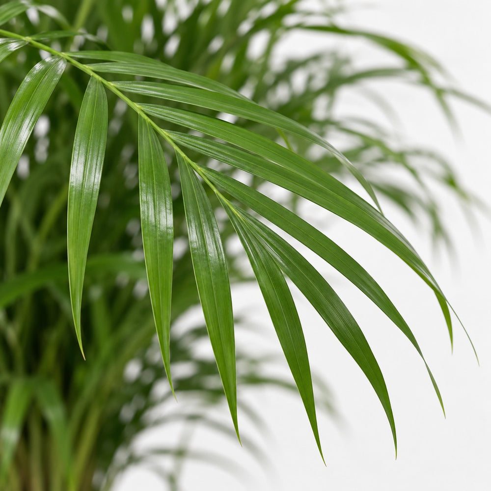 Dypsis Lutescens Areca, Nahaufnahme Blatt