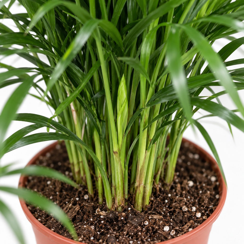 Dypsis Lutescens Areca, Nahaufnahme Wuchs und Triebansatz