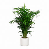 Dypsis Lutescens Areca - 125cm, Stylingbeispiel im Übertopf (Übertopf nicht enthalten)