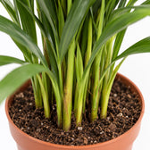 Dypsis Lutescens Areca, Nahaufnahme Wuchs und Triebansatz