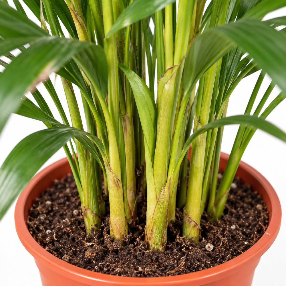 Dypsis Lutescens, Nahaufnahme Wuchs und Triebansatz