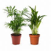 Dypsis lutescens und Chamadorea Duo (2 Stück) - 40cm im Kulturtopf