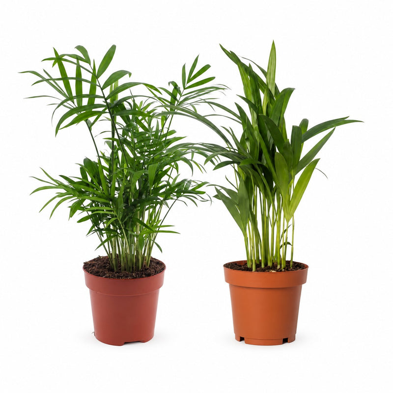Dypsis lutescens und Chamadorea Duo (2 Stück) - 40cm Detail