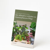 Calathea Insignis im Kingston-Glas - 30cm, Ansicht 2