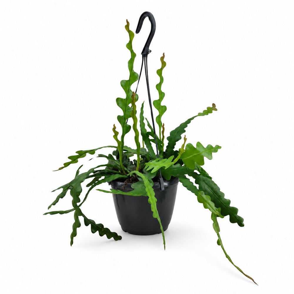 Epiphyllum Anguliger (35cm, Ø14cm) im Kulturtopf