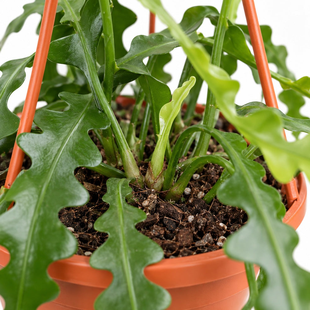 Epiphyllum Anguliger, Nahaufnahme Wuchs und Triebansatz