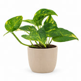 Epipremnum Aureum (25cm, Ø12cm), Stylingbeispiel im Übertopf (Übertopf nicht enthalten)