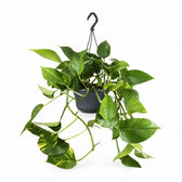 Epipremnum Aureum (25cm, Ø15cm) im Kulturtopf