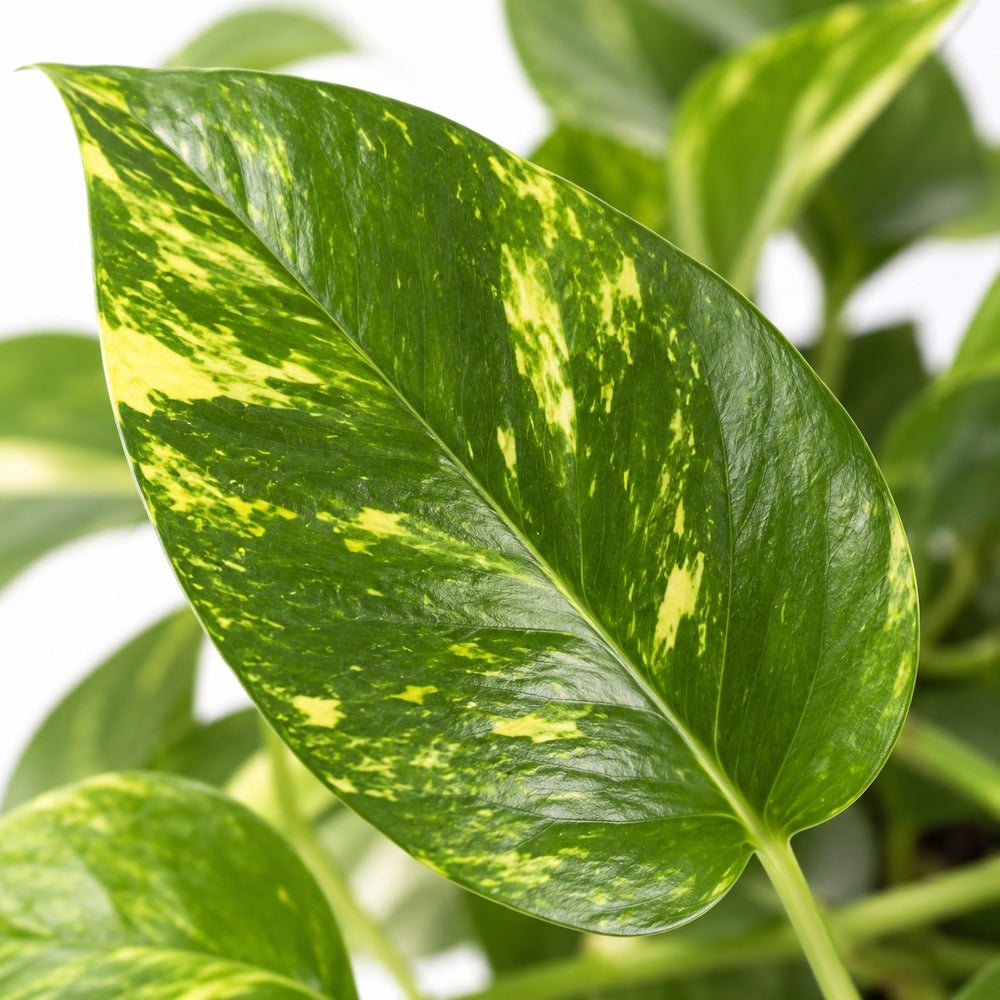 Epipremnum Aureum (25cm, Ø15cm), Nahaufnahme Blatt