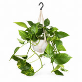Epipremnum Aureum (25cm, Ø15cm), Stylingbeispiel im Übertopf (Übertopf nicht enthalten)