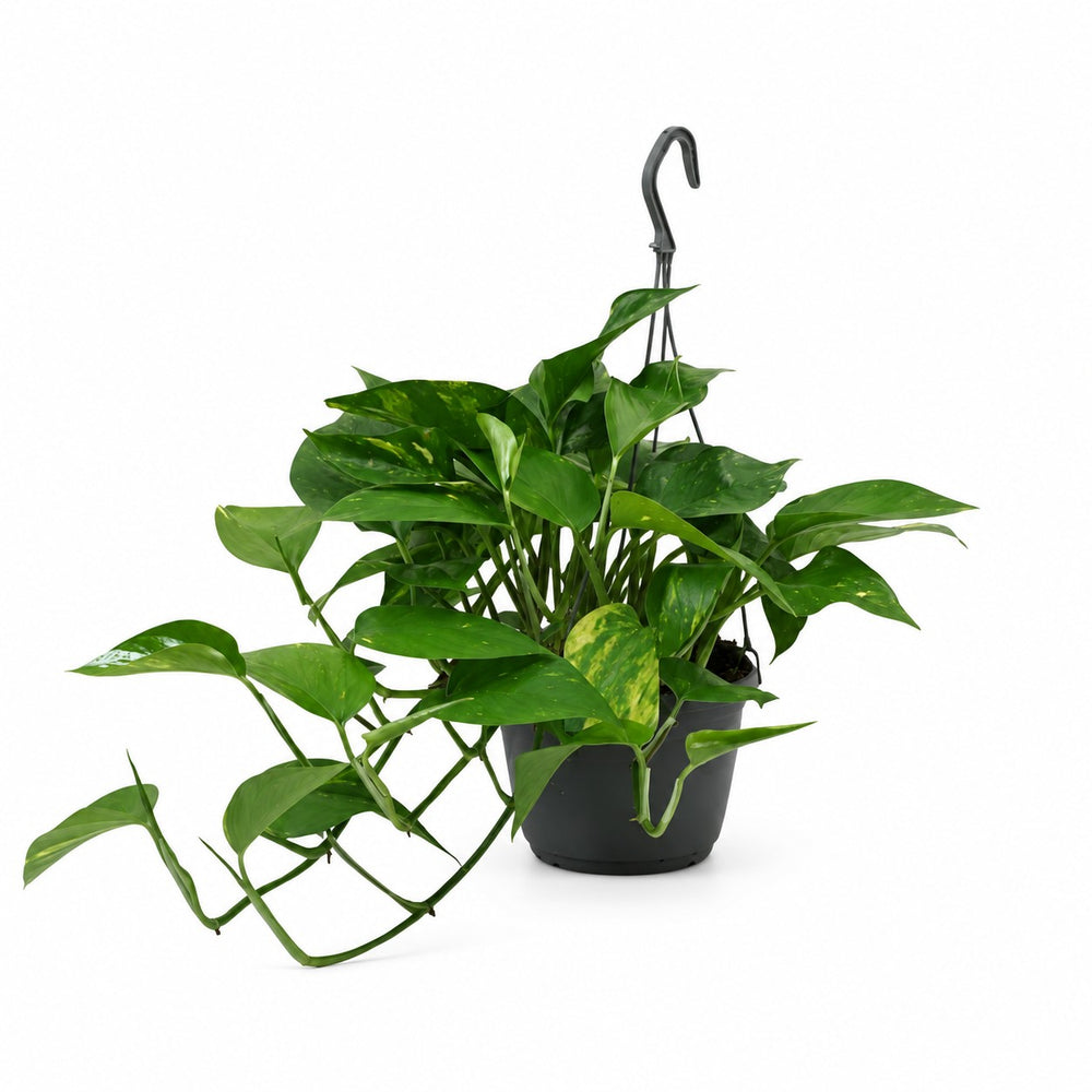 Epipremnum Aureum - 45cm im Kulturtopf