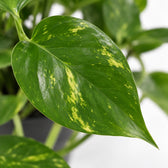 Epipremnum Aureum, Nahaufnahme Blatt