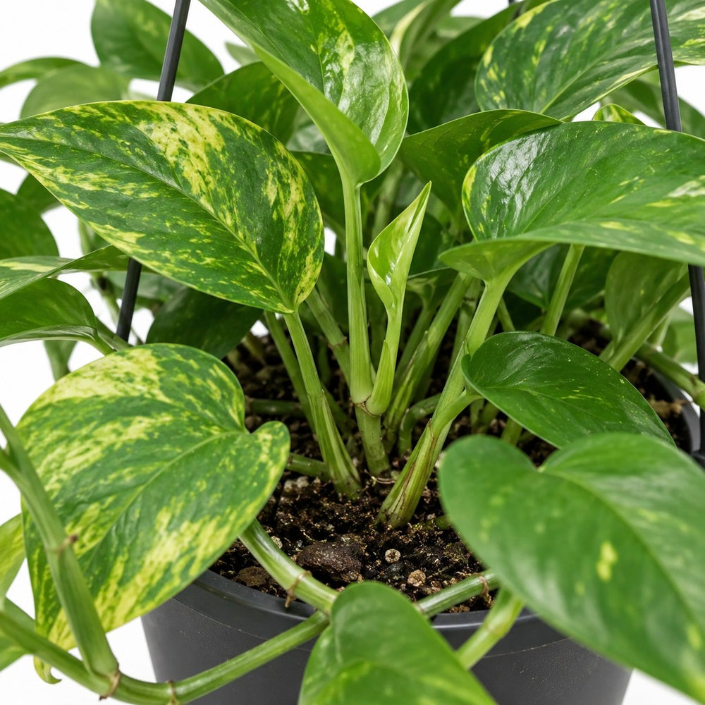 Epipremnum Aureum, Nahaufnahme Wuchs und Triebansatz
