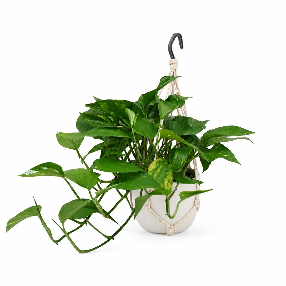 Epipremnum Aureum - 45cm, Stylingbeispiel im Übertopf (Übertopf nicht enthalten)