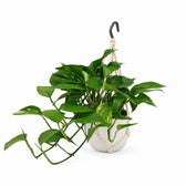 Epipremnum Aureum - 45cm, Stylingbeispiel im Übertopf (Übertopf nicht enthalten)