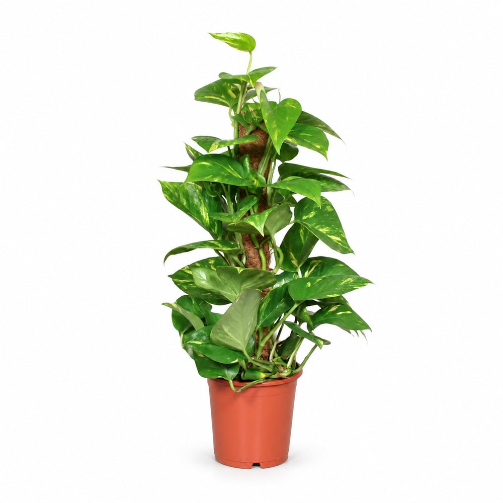 Epipremnum Aureum (60cm, Ø15cm) im Kulturtopf