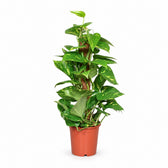 Epipremnum Aureum (60cm, Ø15cm) im Kulturtopf