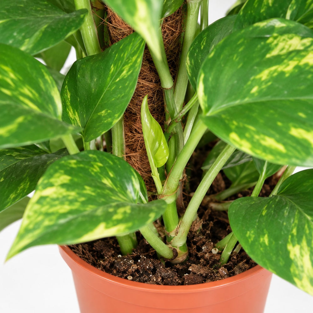 Epipremnum Aureum (60cm, Ø15cm), Nahaufnahme Wuchs und Triebansatz