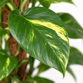 Epipremnum Aureum am Moosstab, Nahaufnahme Blatt