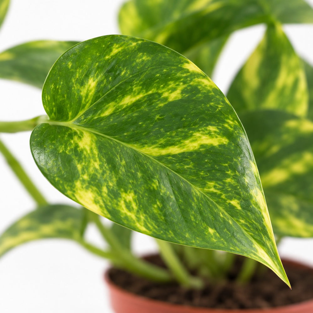Epipremnum Aureum, Nahaufnahme Blatt