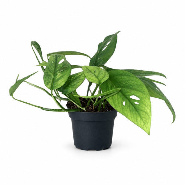 Epipremnum Cebu Blue (20cm, Ø12cm) im Kulturtopf