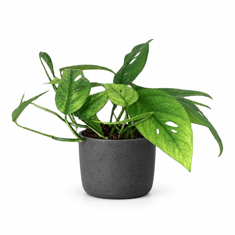 Epipremnum Cebu Blue Detail