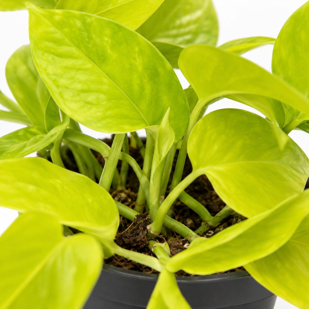 Epipremnum Golden Pothos (15cm, Ø12cm), Nahaufnahme Wuchs und Triebansatz