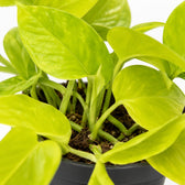 Epipremnum Golden Pothos (15cm, Ø12cm), Nahaufnahme Wuchs und Triebansatz