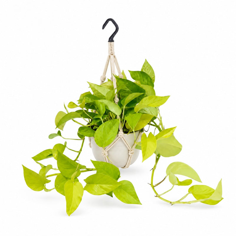 Epipremnum Golden Pothos Detail