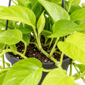 Epipremnum Golden Pothos, Nahaufnahme Wuchs und Triebansatz