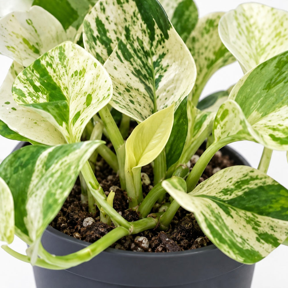 Epipremnum Happy Leaf, Nahaufnahme Wuchs und Triebansatz