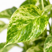 Epipremnum Marble Queen, Nahaufnahme Blatt