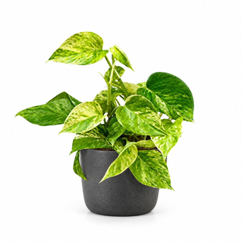 Epipremnum Marble Queen - 15cm Detail