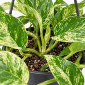 Epipremnum Marble Queen, Nahaufnahme Wuchs und Triebansatz