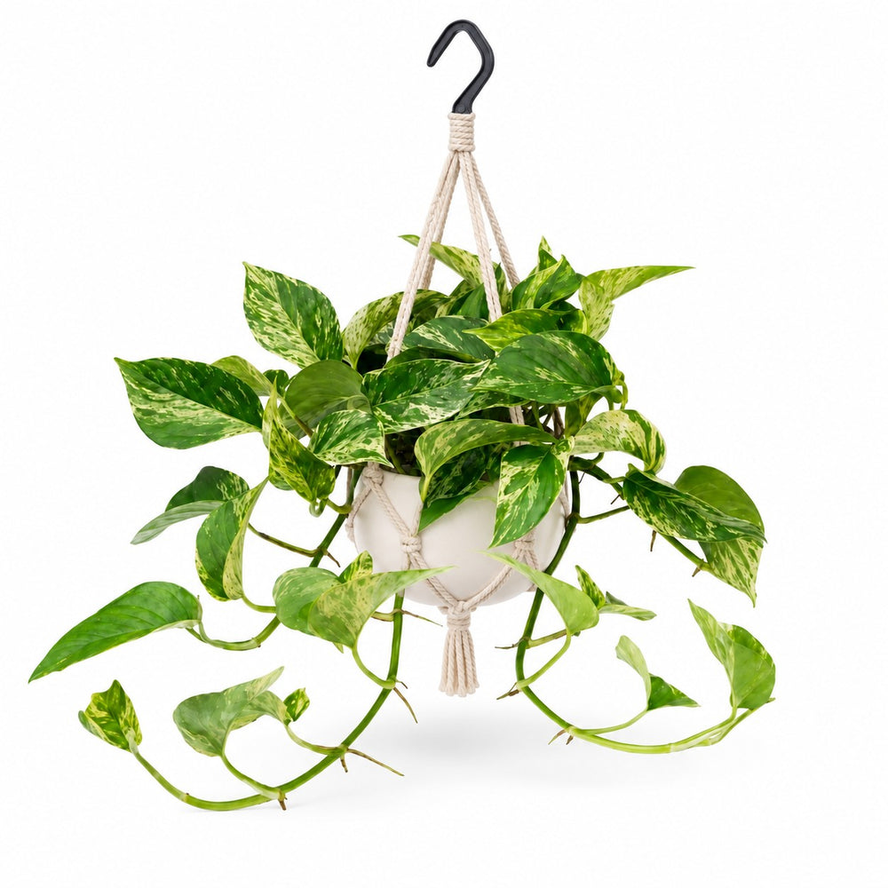 Epipremnum Marble Queen - 25cm, Stylingbeispiel im Übertopf (Übertopf nicht enthalten)