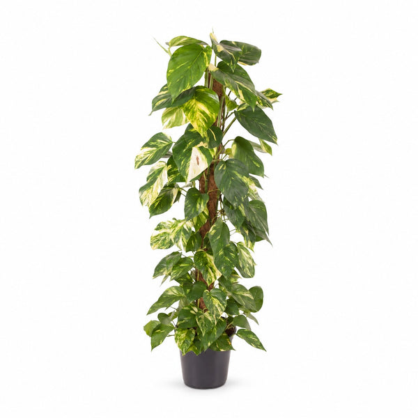 Epipremnum Pinnatum (120cm, Ø24cm) im Kulturtopf