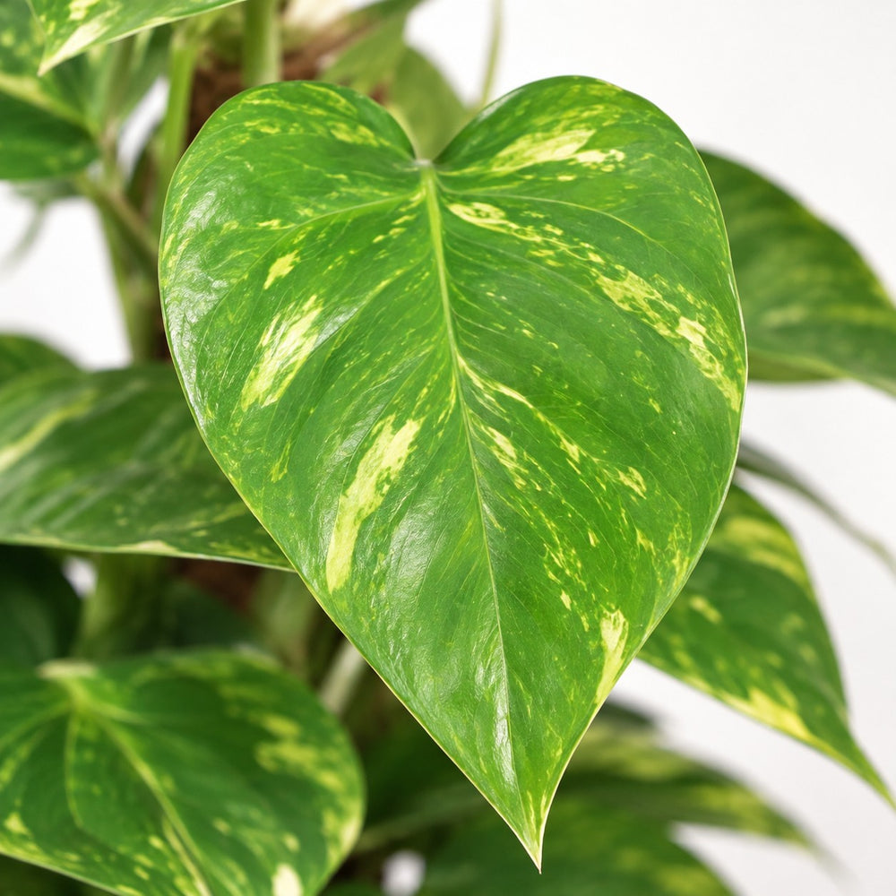 Epipremnum Pinnatum (60cm, Ø15cm), Nahaufnahme Blatt