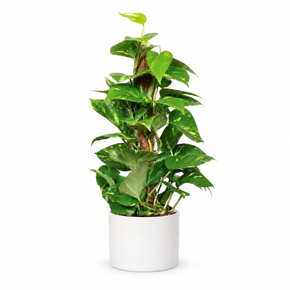 Epipremnum Pinnatum (60cm, Ø15cm), Stylingbeispiel im Übertopf (Übertopf nicht enthalten)