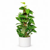 Epipremnum Pinnatum (60cm, Ø15cm), Stylingbeispiel im Übertopf (Übertopf nicht enthalten)