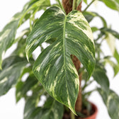 Epipremnum Pinnatum Albo Variegata, Nahaufnahme Blatt