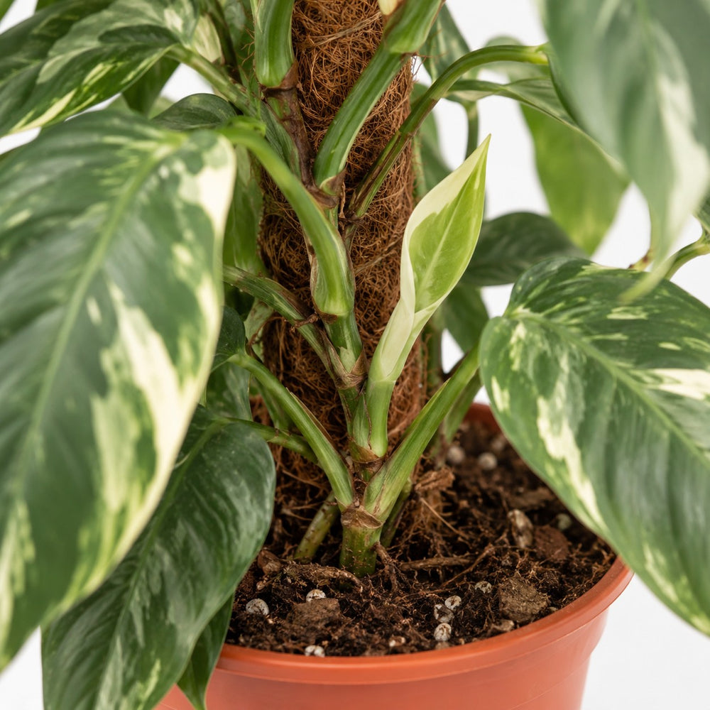 Epipremnum Pinnatum Albo Variegata, Nahaufnahme Wuchs und Triebansatz