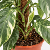 Epipremnum Pinnatum Albo Variegata, Nahaufnahme Wuchs und Triebansatz