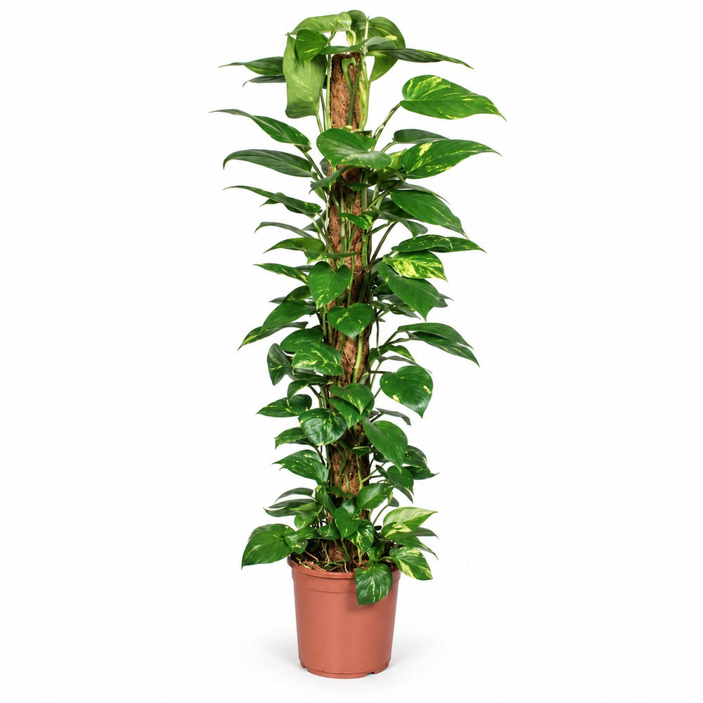 Epipremnum Pinnatum am Moosstab - 120cm im Kulturtopf