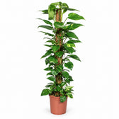 Epipremnum Pinnatum am Moosstab - 120cm im Kulturtopf