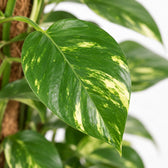 Epipremnum Pinnatum am Moosstab, Nahaufnahme Blatt