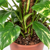 Epipremnum Pinnatum am Moosstab, Nahaufnahme Wuchs und Triebansatz