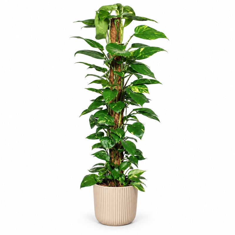 Epipremnum Pinnatum am Moosstab - 120cm Detail
