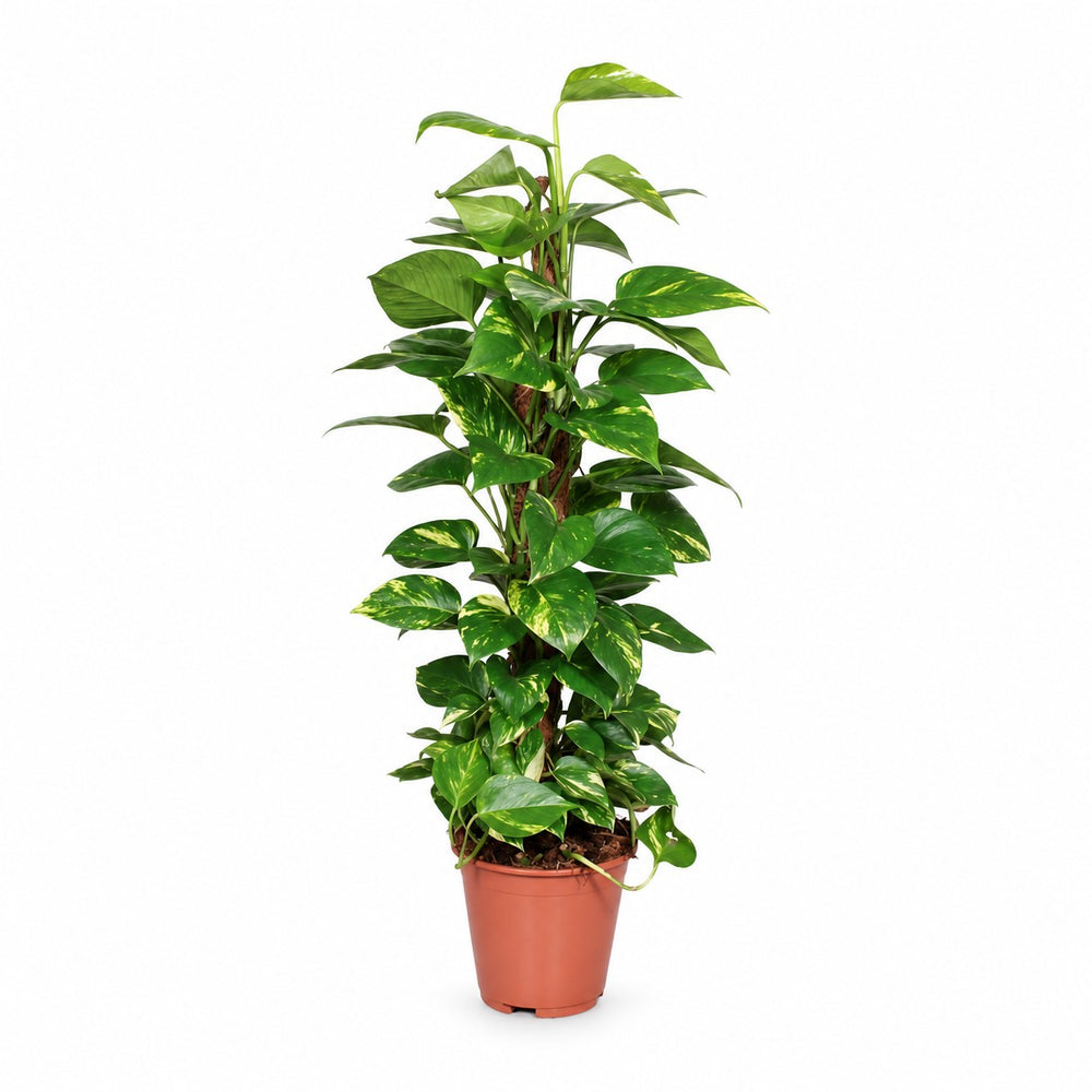 Epipremnum Pinnatum am Moosstab - 80cm im Kulturtopf