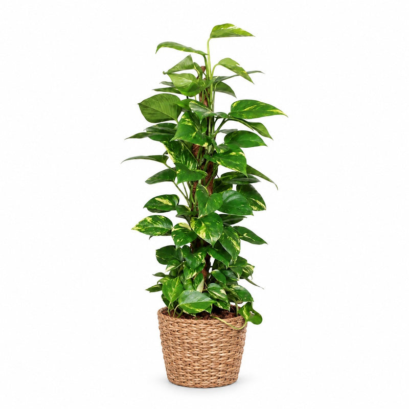 Epipremnum Pinnatum am Moosstab - 80cm Detail